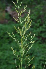 Attēlu rezultāti vaicājumam “Poa angustifolia”