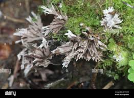 Attēlu rezultāti vaicājumam “Thelephora penicillata”