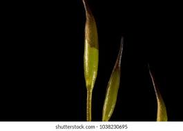 Attēlu rezultāti vaicājumam “Tortula muralis sporophyte”