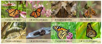 Attēlu rezultāti vaicājumam “Insecta”