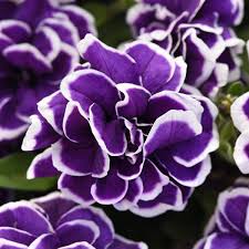Image result for Petunia hybrida