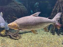 Image result for Goliath Tigerfish