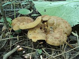 Attēlu rezultāti vaicājumam “Boletales”