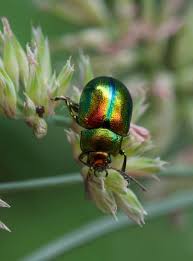 Attēlu rezultāti vaicājumam “Chrysolina fastuosa”