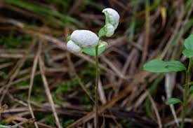 Attēlu rezultāti vaicājumam “Exobasidium vaccinii”