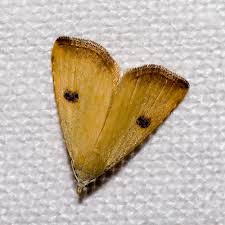 Attēlu rezultāti vaicājumam “Rivula sericealis”