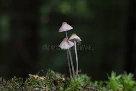 Attēlu rezultāti vaicājumam “Mycena filopes”