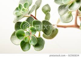 Image result for Aichryson