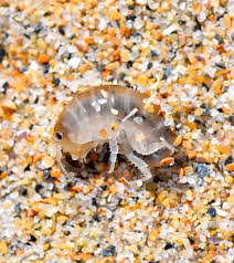 Attēlu rezultāti vaicājumam “Talitrus saltator”