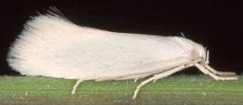 Attēlu rezultāti vaicājumam “Elachistidae”