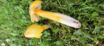 Attēlu rezultāti vaicājumam “Hygrocybe acutoconica”