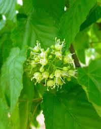 Attēlu rezultāti vaicājumam “Acer tataricum”