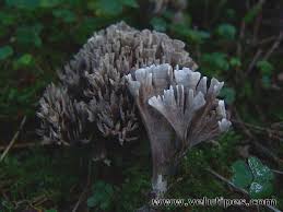 Attēlu rezultāti vaicājumam “Thelephora palmata”