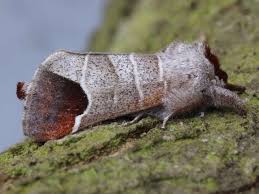 Attēlu rezultāti vaicājumam “Clostera curtula”