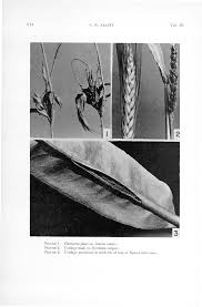 Attēlu rezultāti vaicājumam “Sphacelotheca hydropiperis”