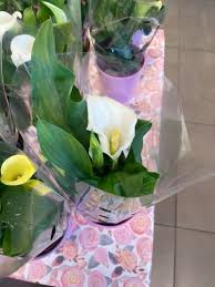 Attēlu rezultāti vaicājumam “Calla palustris flower”