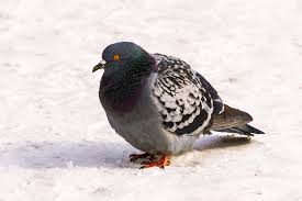 Attēlu rezultāti vaicājumam “Columba livia f. domestica adult”