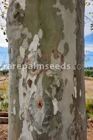 Attēlu rezultāti vaicājumam “Platanus x hispanica (syn. Platanus x acerifolia)”