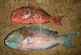 Image result for Calotomus carolinus