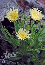 Attēlu rezultāti vaicājumam “Hieracium”