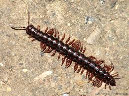 Attēlu rezultāti vaicājumam “Strongylosoma pallipes”