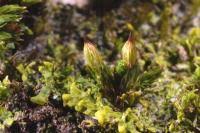 Attēlu rezultāti vaicājumam “Orthotrichum affine var. affine”