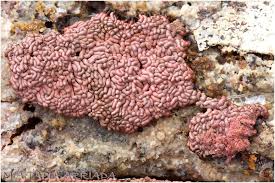 Attēlu rezultāti vaicājumam “Arcyria stipata”