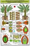 /w4html/<b>cycadophyta</b>.htm