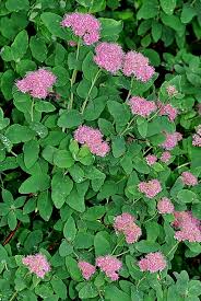 Attēlu rezultāti vaicājumam “Spiraea”