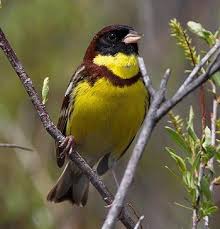 Image result for Emberiza aureola