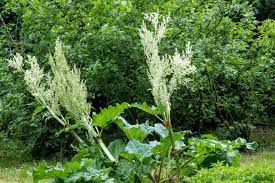 Attēlu rezultāti vaicājumam “Rheum rhabarbarum flower”