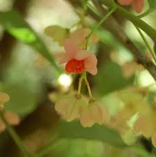 Attēlu rezultāti vaicājumam “Euonymus europaeus flower”