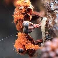 Attēlu rezultāti vaicājumam “Metatrichia vesparia”