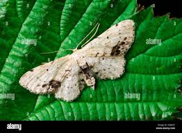 Attēlu rezultāti vaicājumam “Idaea dimidiata”