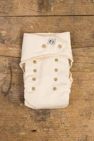 Attēlu rezultāti vaicājumam “Diaperis boleti imago”