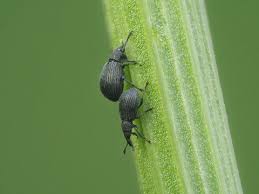 Attēlu rezultāti vaicājumam “Apionidae”