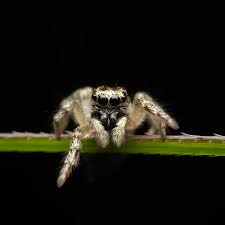 Attēlu rezultāti vaicājumam “Salticus sp.”