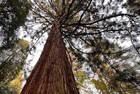 Image result for Mammutbaum