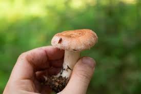 Attēlu rezultāti vaicājumam “Lactarius torminosus”