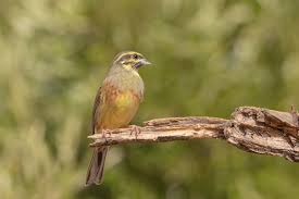 Image result for Emberiza cirlus