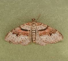 Attēlu rezultāti vaicājumam “Xanthorhoe designata”