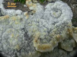 Attēlu rezultāti vaicājumam “Oxyporus corticola”