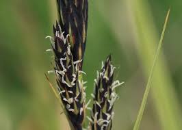 Attēlu rezultāti vaicājumam “Carex hartmanii”