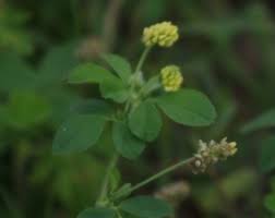 Attēlu rezultāti vaicājumam “Medicago lupulina flower”