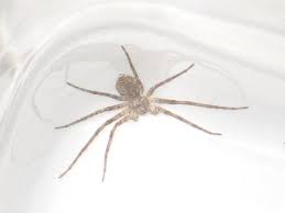 Attēlu rezultāti vaicājumam “Philodromus sp.”