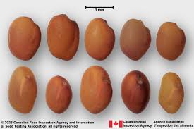 Attēlu rezultāti vaicājumam “Trifolium repens fruit”