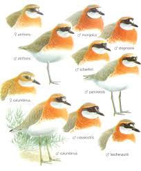 Image result for Charadrius mongolus