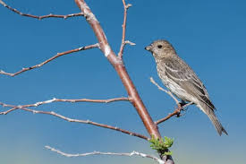 Attēlu rezultāti vaicājumam “Carpodacus erythrinus”