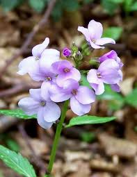 Attēlu rezultāti vaicājumam “Cardamine bulbifera flower”