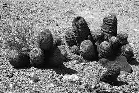 Attēlu rezultāti vaicājumam “Didymium sp.”